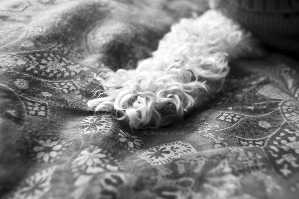 oliver_hairy_paw_annasangle