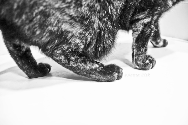 callie_cat_legs_5_365_annasangle