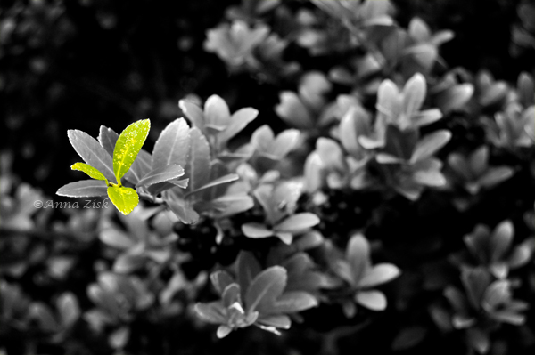 leaves_of_winter_14_365_annasangle