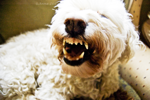 vicious_yawn_15_365_annasangle