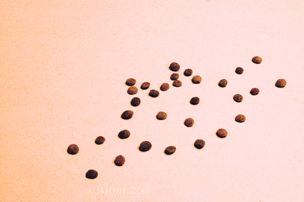 cat_food_17_365_annasangle