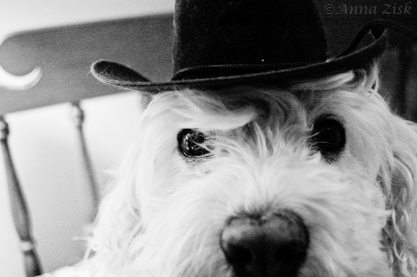 lil_cowgirl_20_365_annasangle