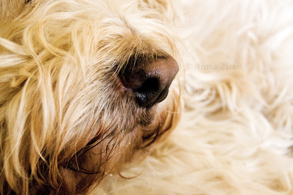 ladys_nose_24_365_annasangle