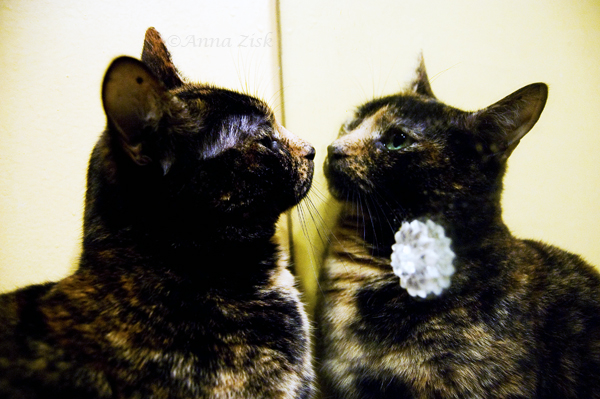 Oh_my_is_that_me_25_365_annasangle