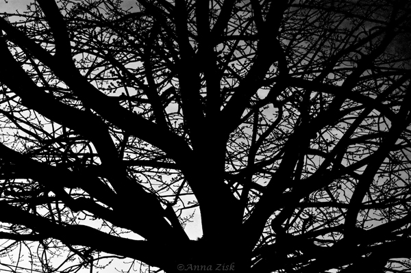 Many paths of a tree