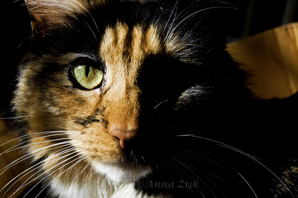 shining_snickers_10_365_annasangle