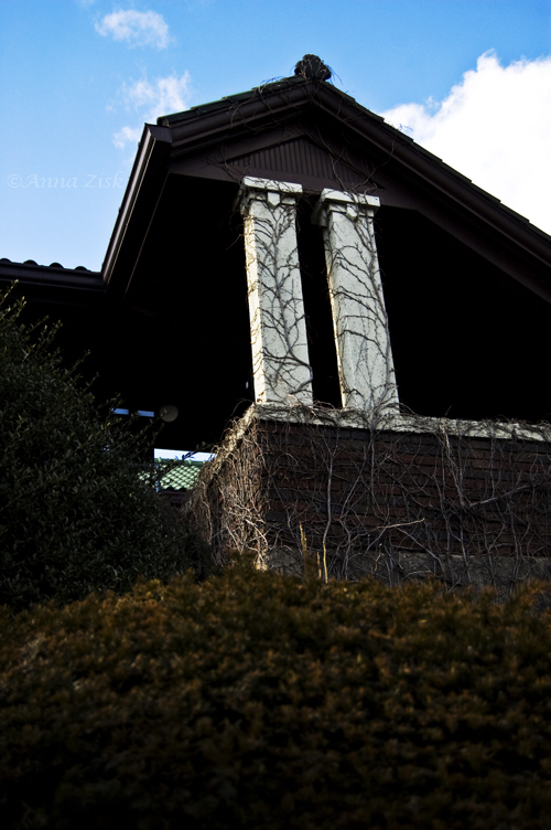 climbing_vines_31_365_annasangle