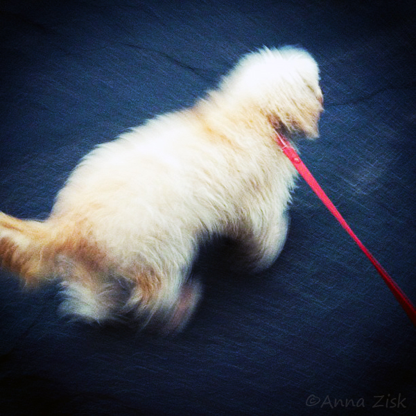 walking_the_dog_51_365_annasangle