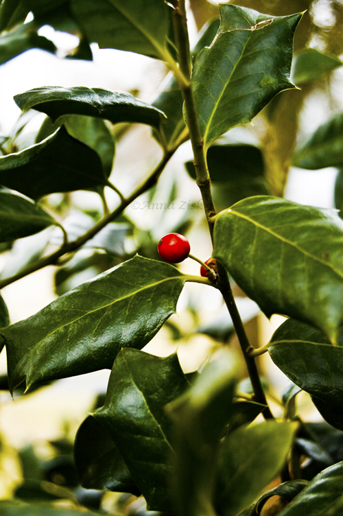 red_berry_annasangle