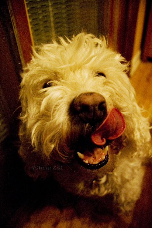 lick_of_the_lip_34_365_annasangle