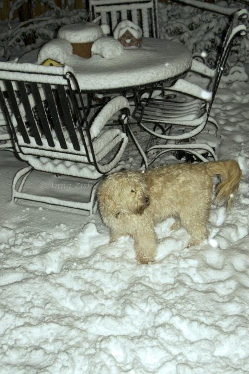 Snowy_night_39/365_annasangle