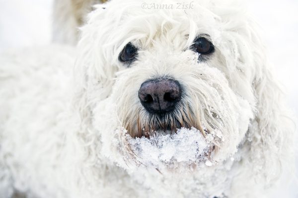 snow_beard_40_365_annasangle