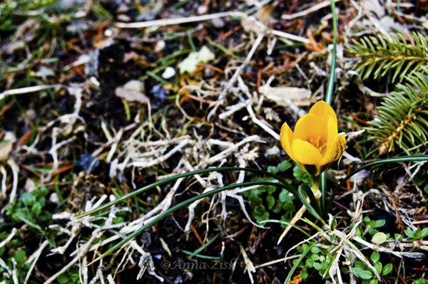 little_yellow_flower_annasangle