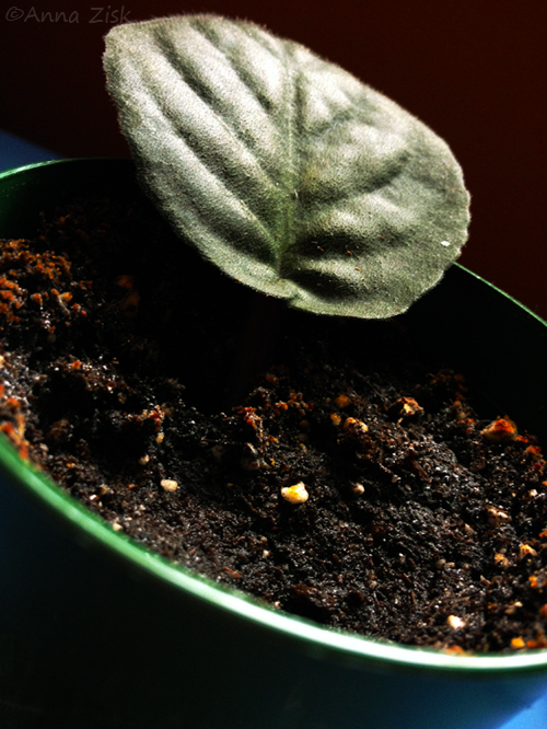 let_it_grow_annasangle