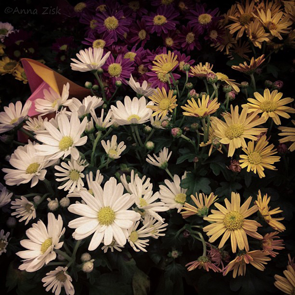 Bunch_of_flowers_annasangle