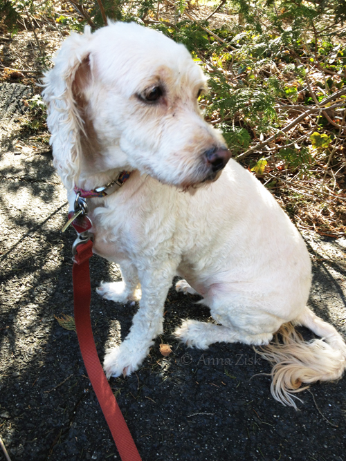 ladys_spring_haircut_annasangle