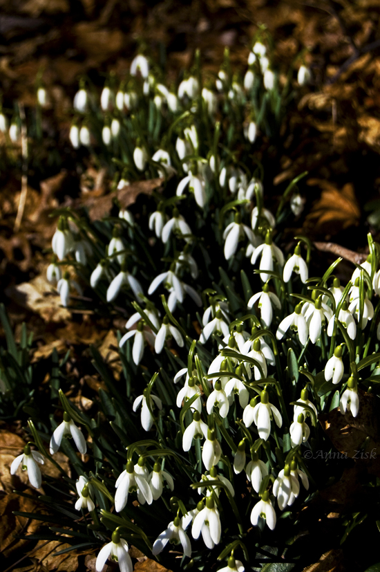 spring_is_coming_soon_62_365_annasangle