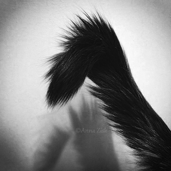 fluffy_tail_annasangle