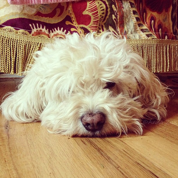 just_the_head_annasangle