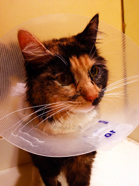 spayed_snickers_annasangle