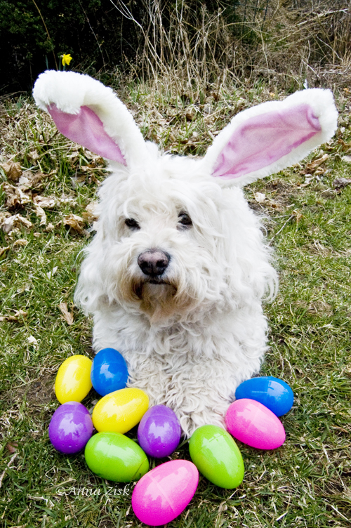 easter_puppy_annasangle