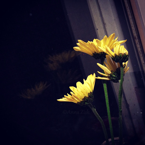 night_flowers_annasangle