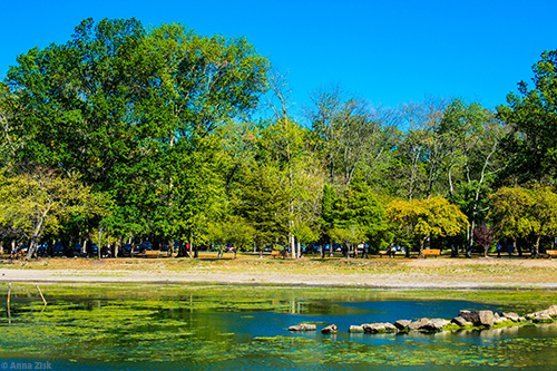 wild_duck_pond_annas_angle