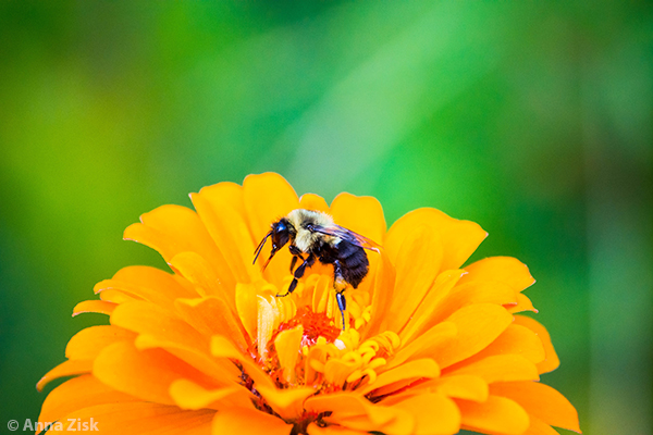 Hungry_Bee_Annas_angle_2015