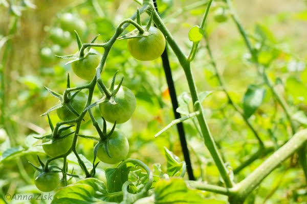 green_tomatoes_2_365