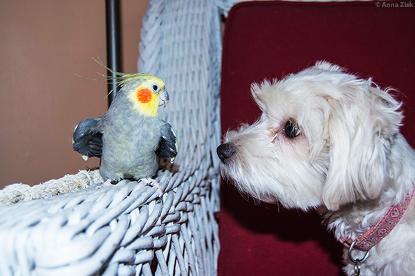 makingfriends_annasangle