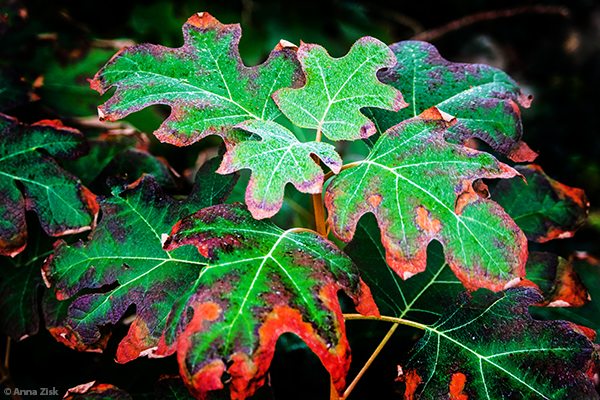 slowly_dying_away_annas_angle