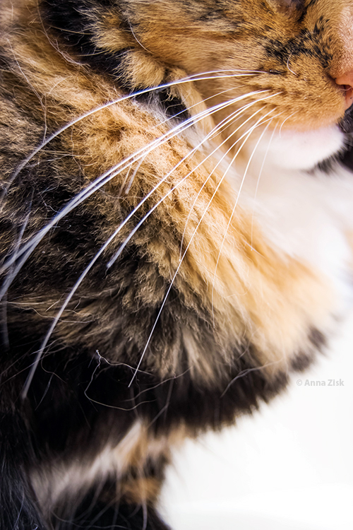 whiskersandhair